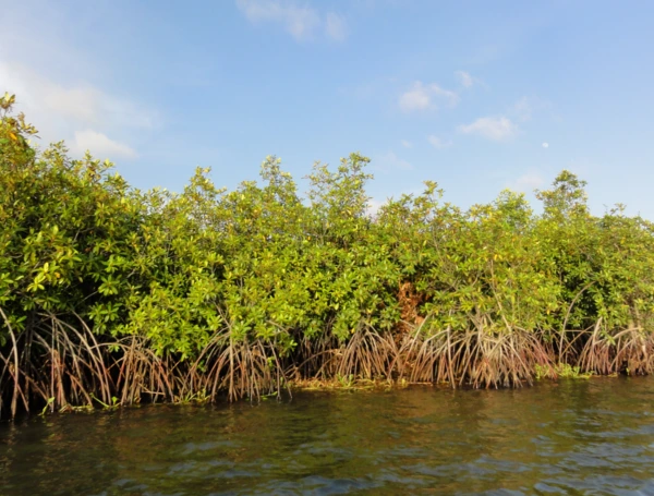 Mangrove forest in Ghana