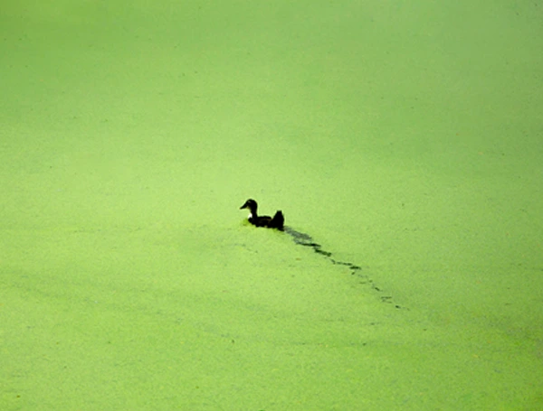 Finnish lake landscape