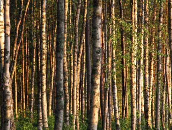 Finnish birch forest