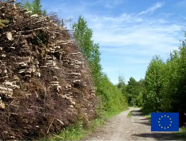 Harvested energy wood for bioenergy production piled next to a forest road
