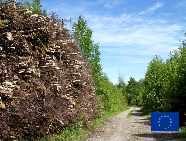 Harvested energy wood for bioenergy production piled next to a forest road