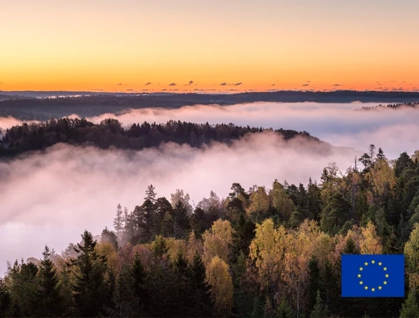 Finnish forest landscape at sunset