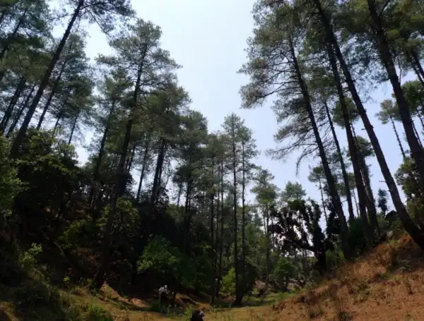 Forest in Terai Arc Nepal