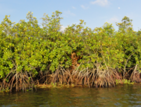 Mangrove forest in Ghana